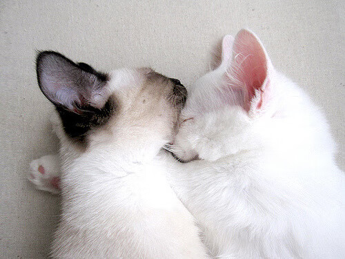 NBA官方年度最佳防守球员名单公布，nba官方年度最佳防守球员名单公布时间