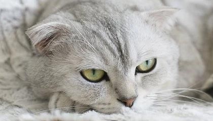 爱游戏体育app-丁俊晖宣布将参加新加坡大师赛，丁俊晖新闻