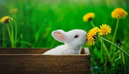 爱游戏体育app-皮特·斯图斯继续高光表现，成为南非橄榄球的无声英雄，斯图皮特2021