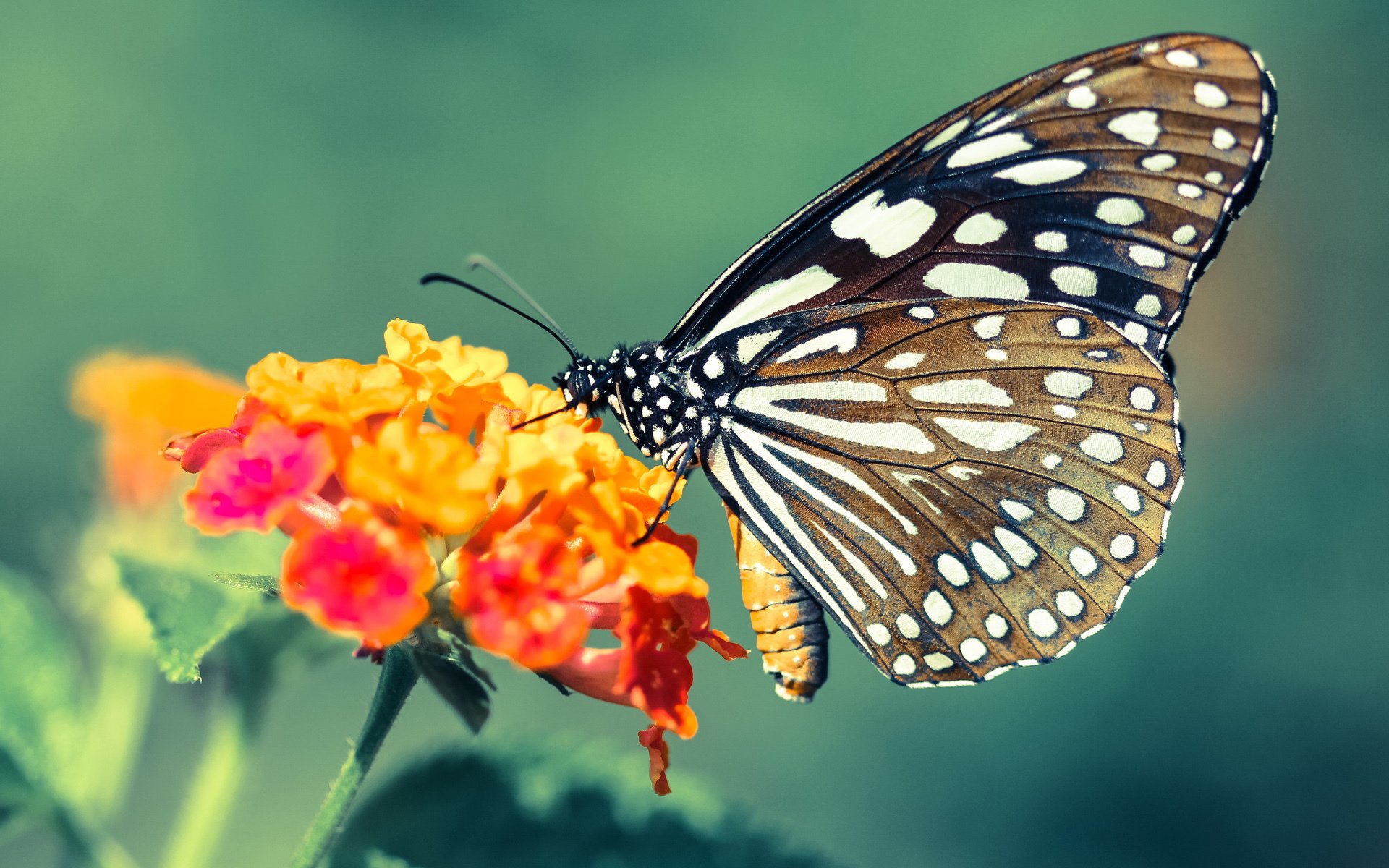 NBA纪录持续被打破,球员个人表现空前精彩,nba的各种记录