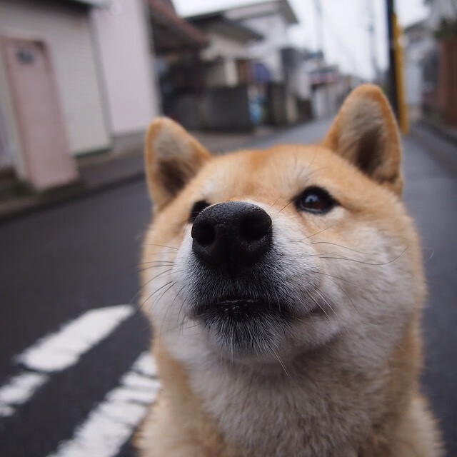 【自动判罚系统】科技让每一个判决如“天命”般精准，自动履行法院判决程序